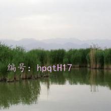 ֦Ҷï
